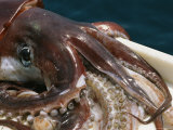 Giant Or Humboldt Squid Lying on a Fishing Boat
