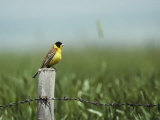 A Black-Headed Bunting Perches on a Fence Post  Emberiza Melanocephala