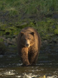 An Alaskan Brown Bear Crosses a Stream in Tongass National Forest
