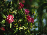 Close View of a Blooming Rhododendron