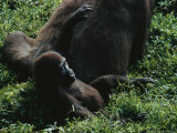 A Young Gorilla (Gorilla Gorilla Gorilla) Lounges Near its Mother