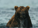A Wet Brown Bear after a Salmon Escaped its Hunting Efforts
