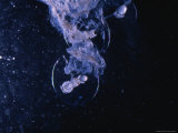 Cluster of Caribbean Reef Squid Eggs about to Hatch