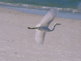White Egret Taking Flight over a Florida Beach