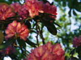 Close View of a Blooming Rhododendron
