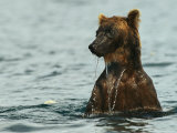 A Wet Brown Bear after a Salmon Escaped its Hunting Efforts