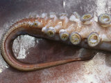 Close View of the Toothed Suckers of the Giant Or Humboldt Squid