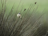 A Red-Backed Shrike Perches on Field Grass