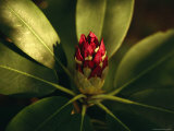 Close View of a Blooming Rhododendron