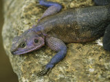An Agama Lizard Basking on a Rock