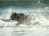 A Brown Bear Splashing Through Water as it Hunts Salmon