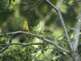 A Female Golden Oriole Perches on a Tree Branch