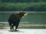 A Brown Bear with a Freshly Caught Salmon in its Mouth