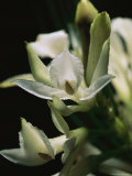 An Orchid (Corymborkis Veratrifolia) Blooms During the Night in the Rainforest