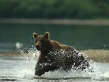 A Brown Bear Splashing Through Water While Hunting Salmon