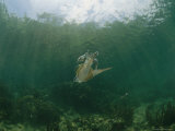 Caribbean Reef Squid Defends its Claim to a Nearby Female