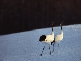 A Pair of Japanese or Red Crowned Cranes Give a Mating Call  Japanese Cranes Mate for Life