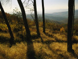 Oak Trees and Meadow with Grasses at Tanners Ridge