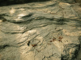 Quartzite  Metamorphosed Sandstone  at Base of Pilot Mountain