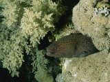 A Moray Eel Pokes its Head out from the Coral Reefs in the Red Sea