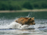 A Brown Bear Splashing Through Water While Hunting Salmon