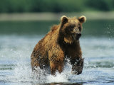 A Brown Bear Splashing Through Water While Hunting Salmon