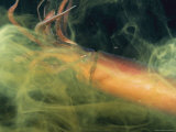 Jumbo Squid Flees from a Diver