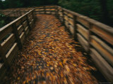 Walkway to the Pier at Lake Waccamaw with Golden Autumn Leaves Near Lake Waccamaw