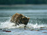 A Brown Bear Splashing Through Water While Hunting for Salmon