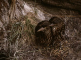 A Pair of Young Black-Crowned Night Herons in Their Nest