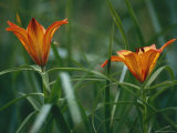 Kamchatka Lilies in Bloom