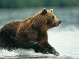 A Brown Bear Rushing Through Water While Hunting for Salmon