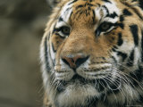 A Close View of the Face of Khuntami  a Male Siberian Tiger