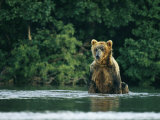 A Wet Brown Bear Sitting in Water as it Hunts Salmon