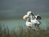 A White Spoonbill Feeds its Young
