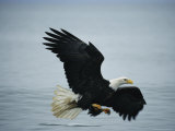 An American Bald Eagle in Flight over Water Hunting for Fish