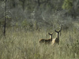 Pair of Deer in High Grass