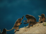 Young Geladas Play Together Atop a Large Rock