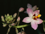 Orchid in Bloom with Ants Crawling over a Closed Blossom