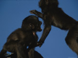 Two Juvenile Geladas Play Together