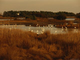 Great Egrets  Great Blue Herons and Pelicans Feeding in a Pond