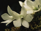 Cluster of Orchid Blossoms