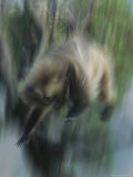Panned View of a Male Gelada Leaping to Earth from a Tree Top