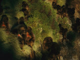 Geladas Settle into Their Cliffside Sleeping Quarters
