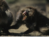 Male Gelada Bares his Teeth While Chasing Another Male