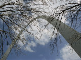 Skyward View of the Gateway Arch Through Leafless Tree Branches