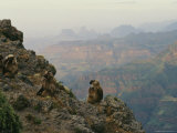 Family Group of Geladas Sitting on a Canyon Cliff