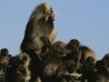 Male Gelada Bares his Teeth as He Stands Guard over his Family