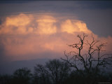 Twilight View of Violet Clouds above Silhouetted Trees