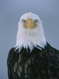 Close View of an American Bald Eagle